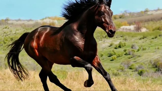 джундуллагь нашид