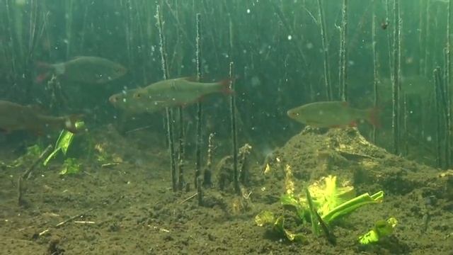 НЕИЗВЕСТНАЯ БЕЛАРУСЬ. УНИКАЛЬНЫЕ КАДРЫ. UNKNOWN BELARUS. Underwater Belarus Nature
