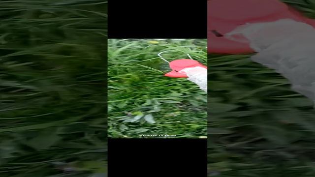 VID20240413163651.mp4
