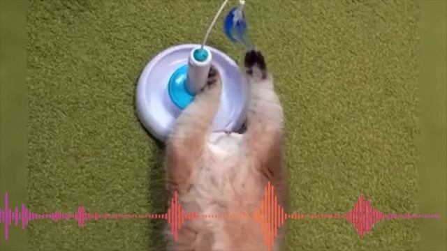 Рыжий кот Песенка для детей Смешные коты Маленький котик - Тепленький животик