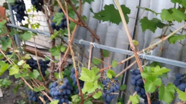 Сорт ? винограда КОДРЯНКА ?!!! Один из лучших тёмных сортов винограда для средней широты РОССИИ !!!