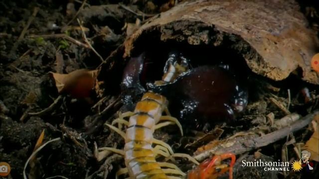 Скорпион против рака//на что способен скорпион//скорпион против ядовитого паука//