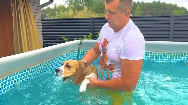 ШЕРЛОК ХОЧЕТ ПЛАВАТЬ В ГЛУБОКОМ БАССЕЙНЕ, БРОС ШОУ ПЕТ