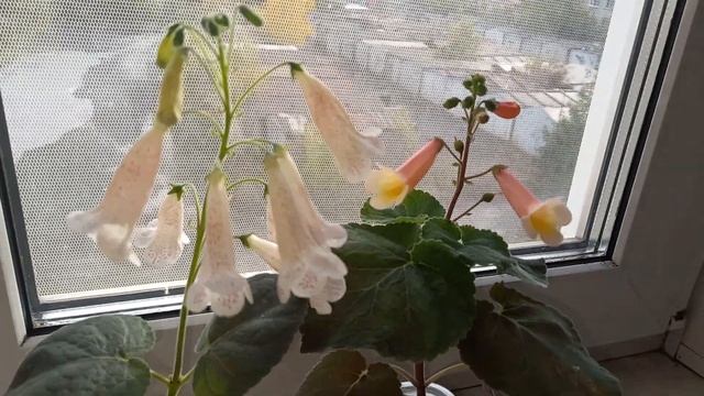 СМИТИАНТА уход и размножение, удивительные колокольчики украсят любой дом