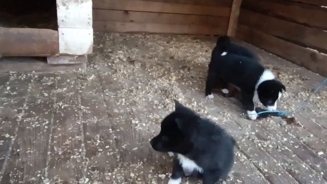 ЩЕНКИ РУССКОЕВРОПЕЙСКОЙ ЛАЙКИ ОТ ШЕЛЬМЫ/ ВОЗРАСТ МЕСЯЦ ПЕРВОЕ ЗНАКОМСТВО С КУНИЦЕЙ/