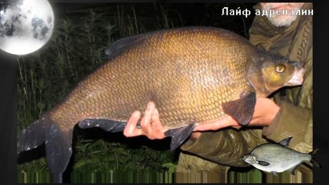 Как на что и где ловить леща ночью?! Секреты ловли леща в ночное время!