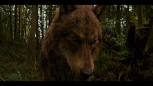 Ирина Аллегрова. Дикая волчица. ВидеоКлип