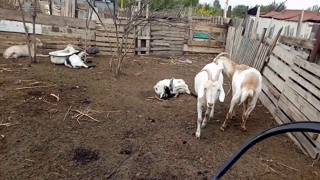Бодучие козы