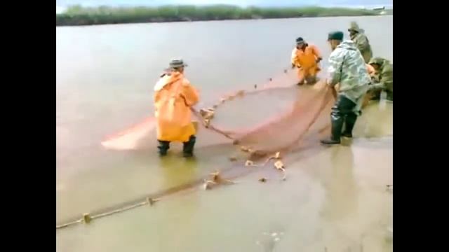 Ловля рыбы сетями и неводами .Браконьеры вышли из под контроля. Рыбалка 2018 .