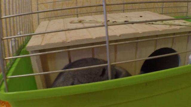 шиншилла и хомяк/ как подружить 2 грызунов? / что должно быть в клетке у хомяков