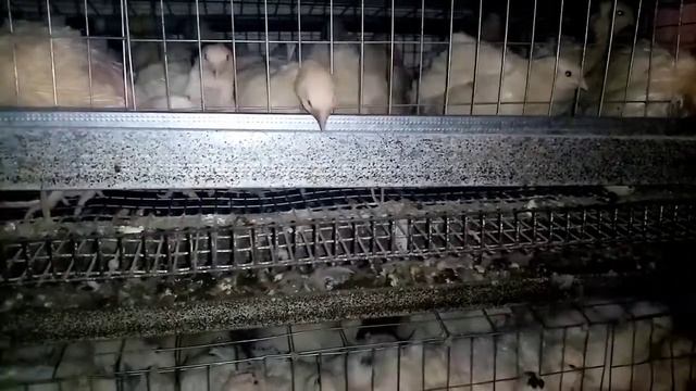 Перепела.Почему не несутся перепела, ответ на вопрос. Часть 2.