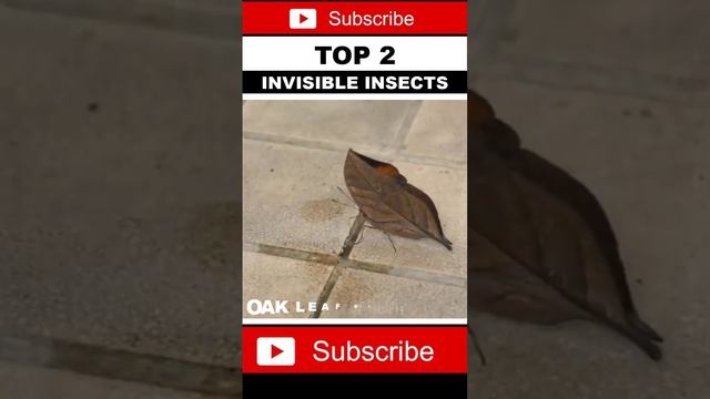 Invisible Butterfly ʚїɞ ? ? ? Top 2 Invisible Insects in The World #shorts