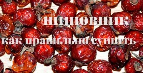Как сушить шиповник.Как высушить шиповник.