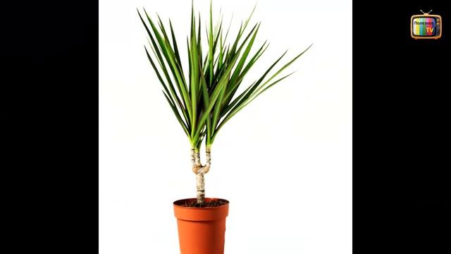 Растения которые очищают воздух в помещении / Plants that clean indoor air