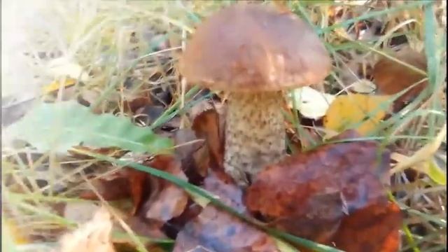 Лесные грибы | Сбор грибов | Прогулка по лесу