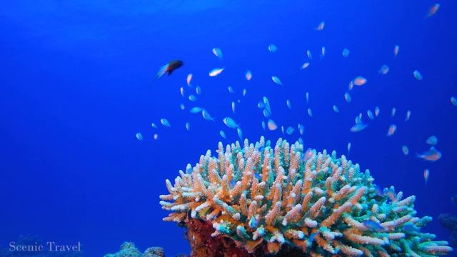 3 HOURS of 4K Dolphin Paradise Island - Undersea Nature Relaxation Film + Relaxing Music