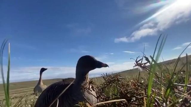 Песни про Охоту. Новый Альбом. Автор Абакумов Артем Hunter Fanatic