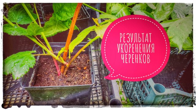 Саженцы ежевики из черенков. Результат укоренения черенков ежевики в скрутке. Как выращивать ежевику