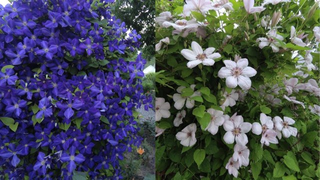 Самые неприхотливые клематисы в саду!!! Обзор цветения!!!