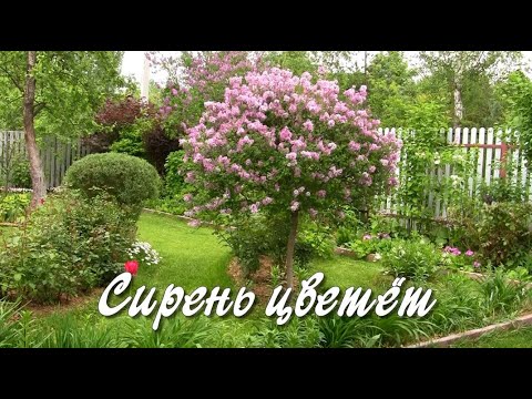 Сирень цветёт. Дачные картинки.