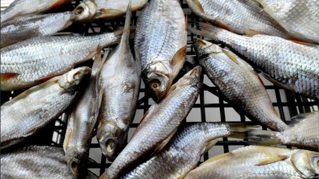 Сухой Посол рыбы Самая вкусная ВЯЛЕНАЯ РЫБА которую не нужно вымачивать!