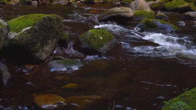 Расслабляющие звуки лесного ручья, лечебные звуки природы