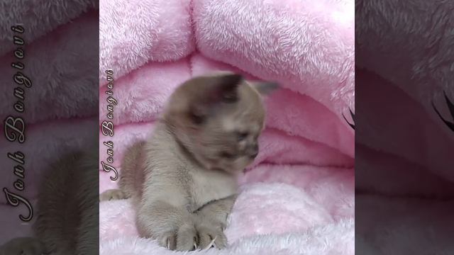 Шоколадный бурманский котёнок Jonh Bongiovi. Питомник бурманских кошек Freya Way