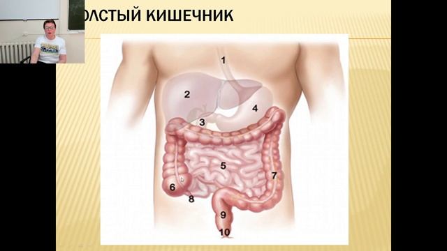 Анатомия