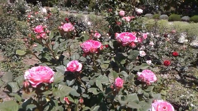 мадам де сталь обрезка парковых роз после цветения, питомник роз Полины Козловой rozarium.biz