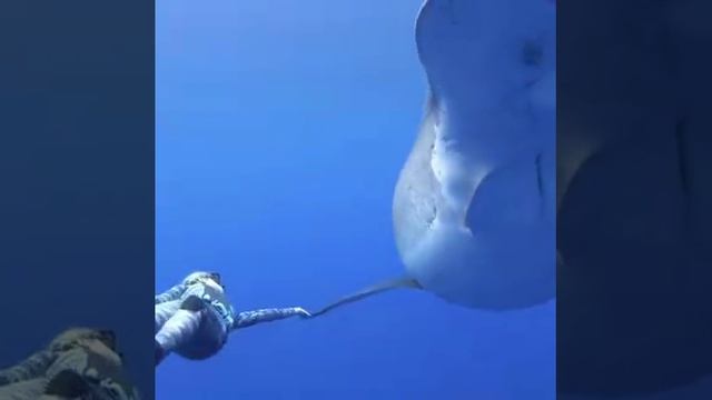 Shark