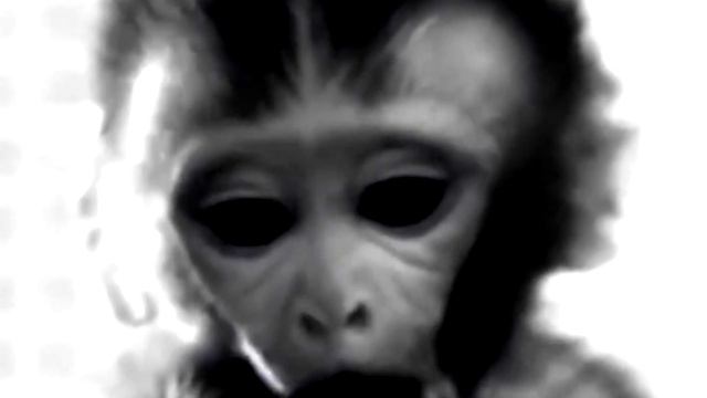 The Pit Of Despair Experiment - Hell in a research lab