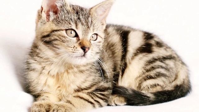 Какого цвета кот к деньгам, а какой к счастью. значение окраски кошек