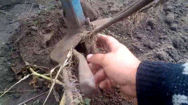 веерная картофелекопалка своими руками в деле