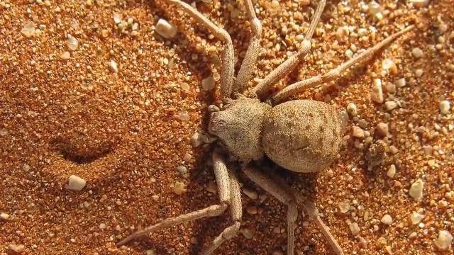 ТОП 9 Самые большие, опасные и ядовитые пауки в мире