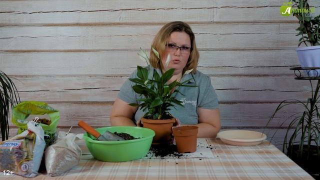 Спатифиллум: уход и пересадка после покупки. Как ухаживать за спатифиллумом в домашних условиях?