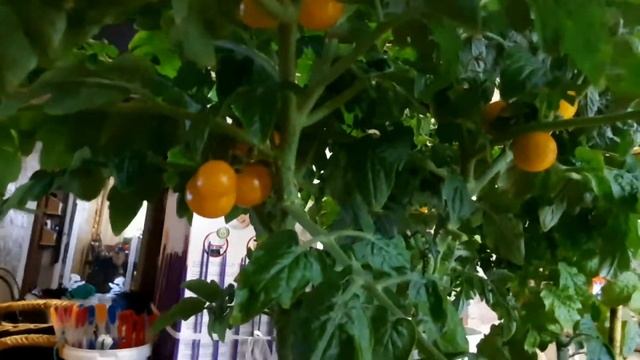 Огород на подоконнике, томат желтая шапочка.