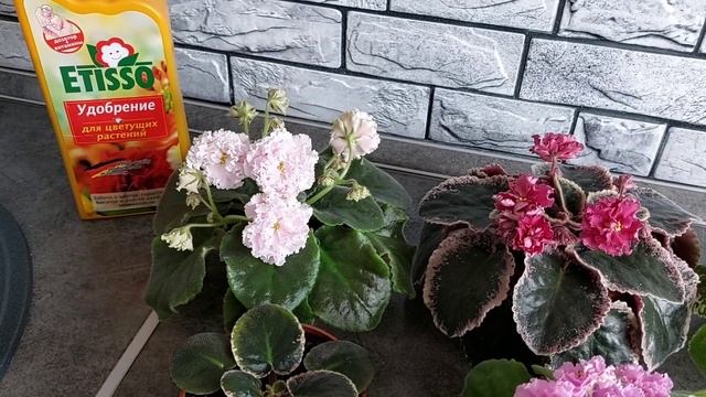 Фиалки как с выставки/Удобрение ETISSO