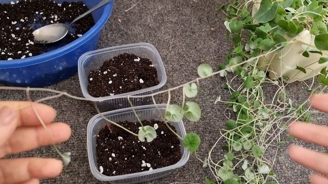 Дихондра - размножение черенками просто и быстро