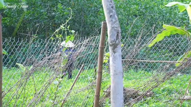 FULL VIDEO: 60 DAYS Harvest Fruit bring to market to sell,  Fish Harvest, farm building | Lý Thị Yế