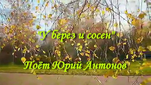 У берез и сосен