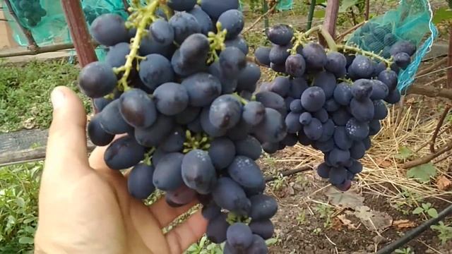 Виноградник  Дашевских  ч.1.(ультраранние сорта на 15.07.18)