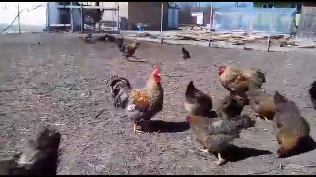 Билефельдер лучшая порода кур 2/выгодно ли держать хозяйство