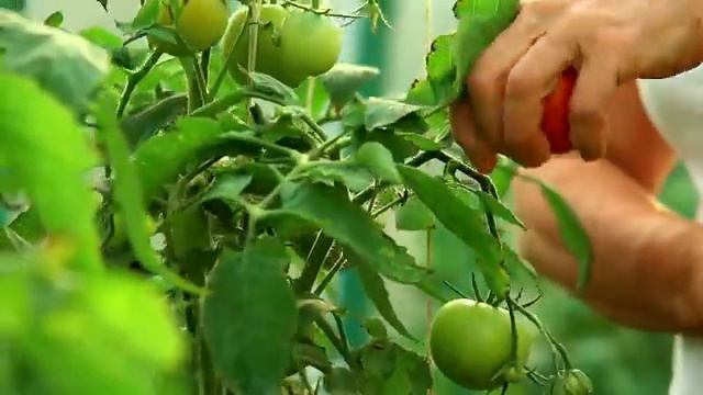 Овощи для детей 🍅 Стихи про овощи 🥦 Учим овощи 🥒