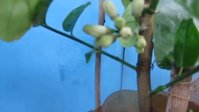 Цитрусовые болезни, вредители .Как бороться?