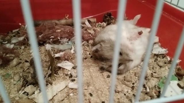 Хомячиха рожает! Слабонервным не смотреть! Как проходят роды у хомяка. Что-то пошло не так. Жесть!