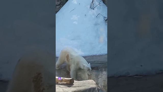 clip326566767_456240526.mp4