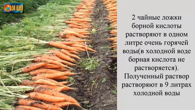 Чем подкормить морковь, чтобы была крупной и сладкой.