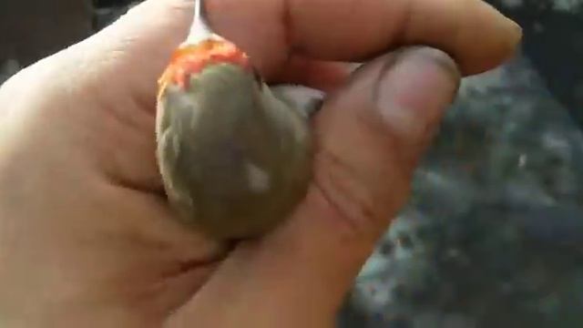 КАК РАЗЛИЧАТЬ ЩЕГЛОВ САМКУ ОТ САМЦА