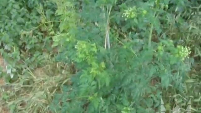 Ядовитые растения. Болиголов пятнистый