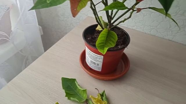 Почему пуансеттия сбрасывает листья  #пуансеттия#комнатныецветы